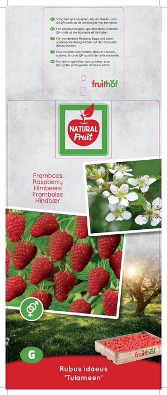 Rubus idaeus 'Tulameen' - 50-60 CM Carry Handle C5